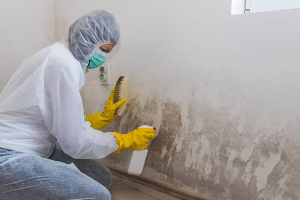 Mold Testing and Removal in New Baden, IL