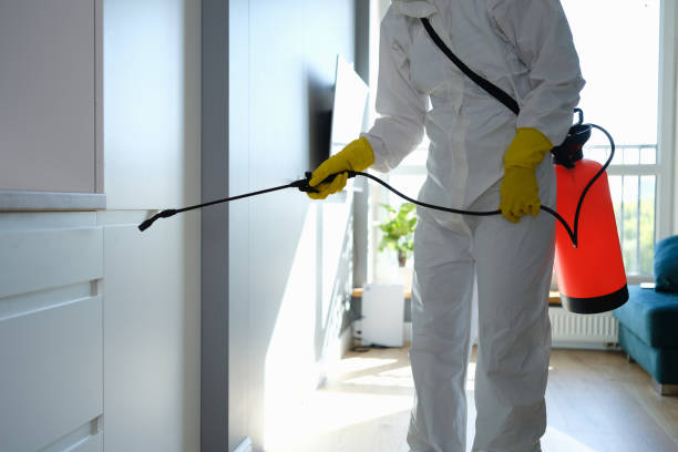 Best Commercial Mold Removal  in New Baden, IL