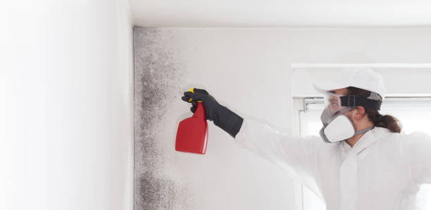 Trusted New Baden, IL Mold Removal Experts