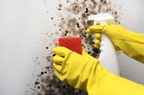 Best Home Mold Removal  in New Baden, IL