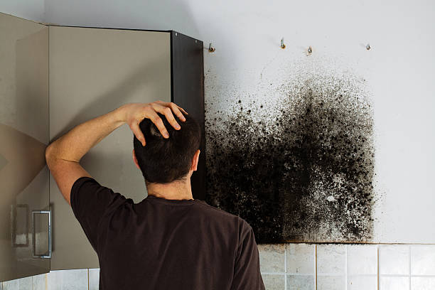 Best Mold Remediation  in New Baden, IL
