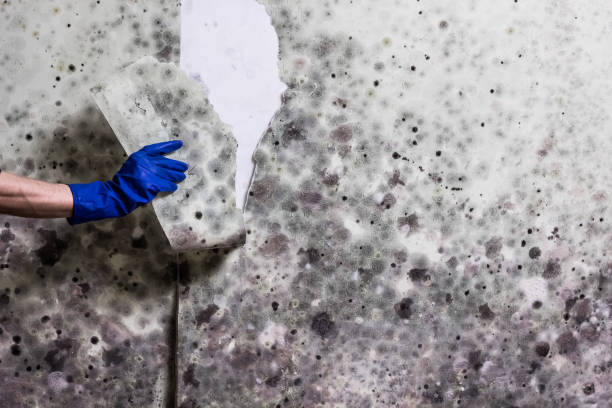 Best Professional Mold Removal  in New Baden, IL