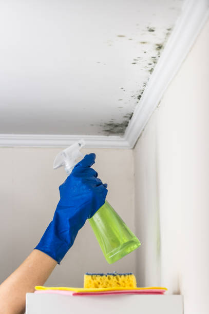 Best Mold Testing  in New Baden, IL