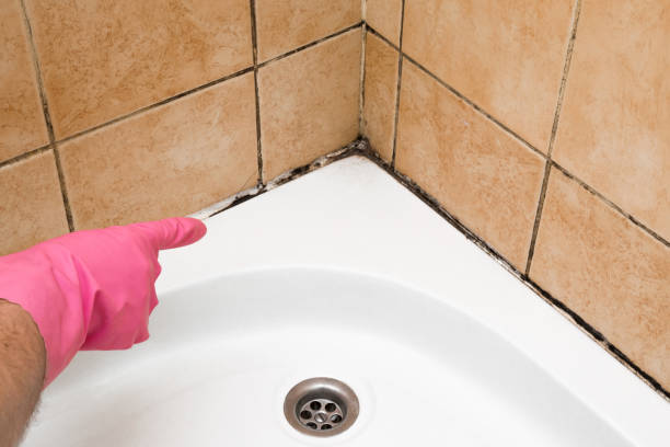Best Affordable Mold Removal  in New Baden, IL