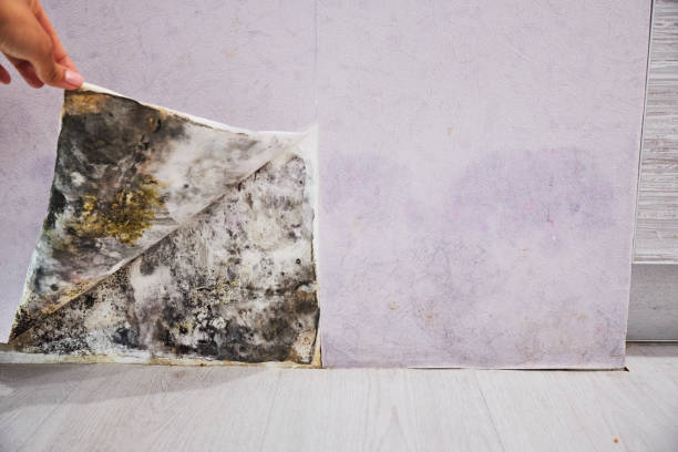 Best Black Mold Removal  in New Baden, IL